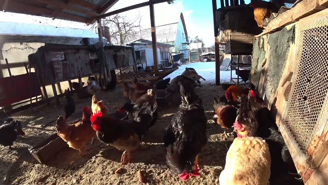 Review of domestic chickens in winter in the yard 