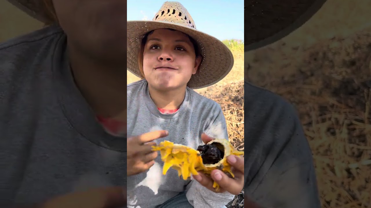 Temporada de papachis (fruta silvestre) en Sinaloa. #rancho #viralvideos