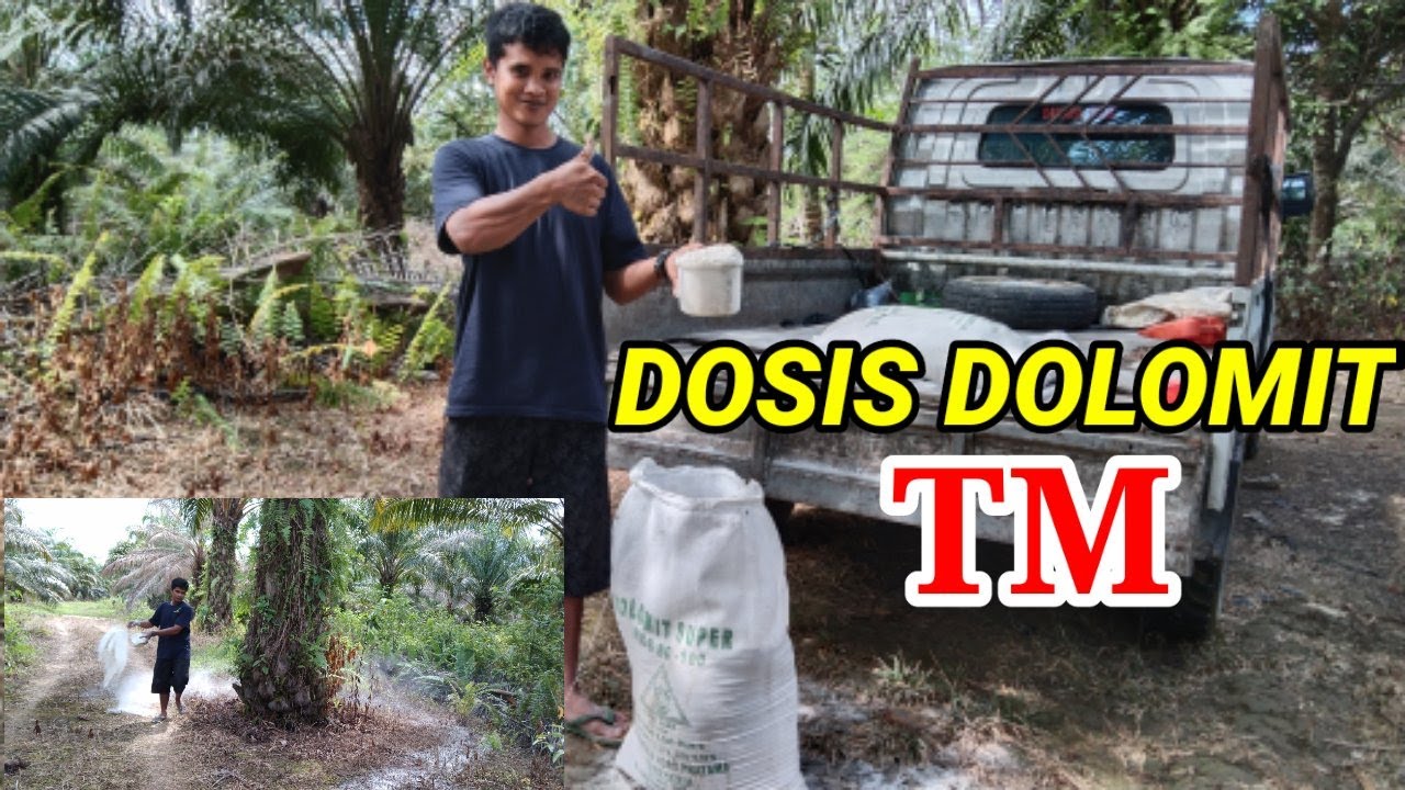 || APLIKASI DOLOMIT UNTUK KELAPA SAWIT TM (UMUR 9 - 15 TAHUN) || DOSIS DAN TEKNIS APLIKASI ||