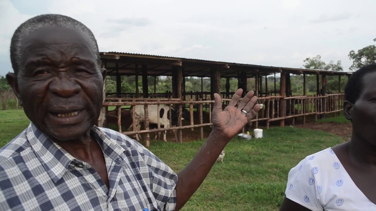 DAIRY FARMING IN NORTHERN UGANDA - PART THREE