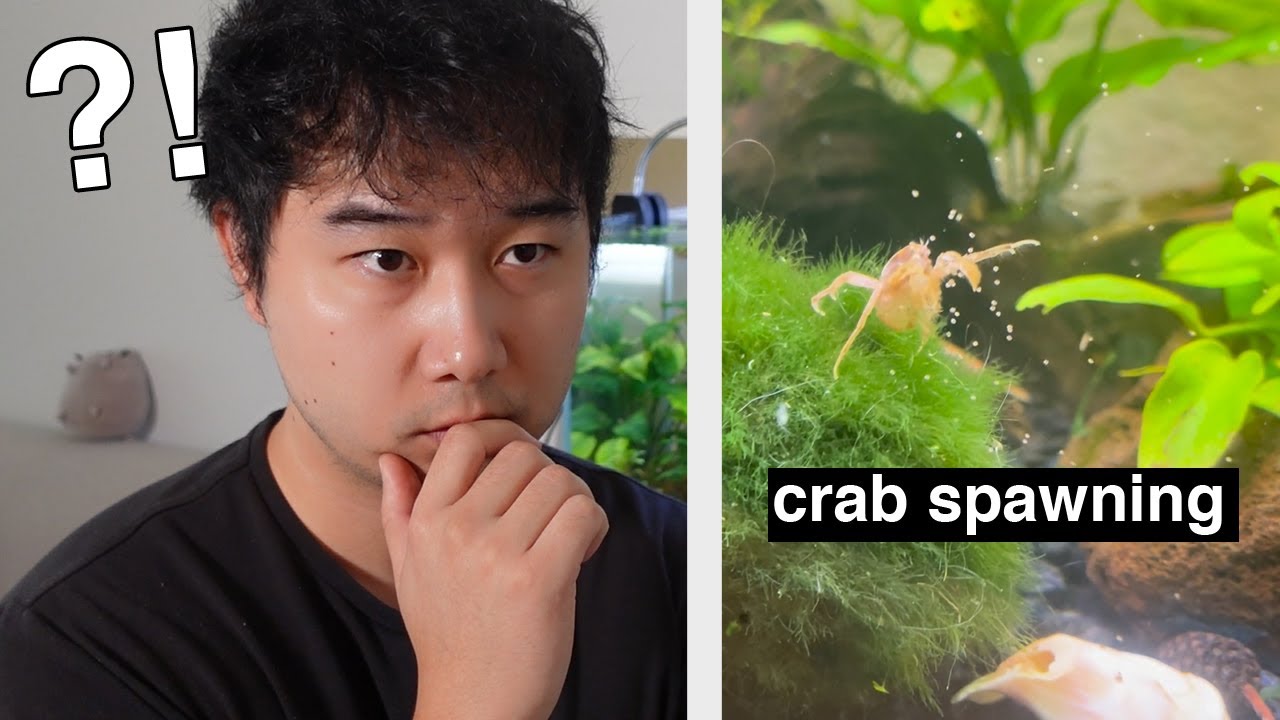 CRAZY Fish Tank Videos Caught Me Off Guard | Fish Tank Review 278