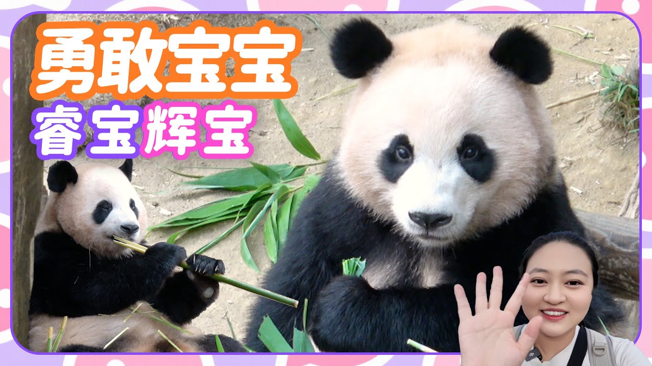 大熊猫睿宝辉宝独立前最后一期～爱宝的爱永远在身边💜🌼 爱宝乐园宝家族日常vlog #大熊猫 #睿宝 #辉宝 #爱宝 #姜爷爷#宋爷爷 #宝家族 #爱宝乐园 #熊猫Vlog#4k