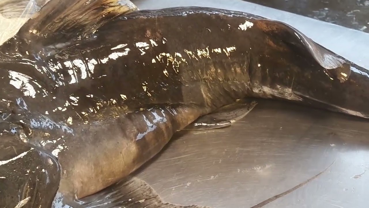 বাঘাইর মাছ ওজন 25 কেজি দাম 1200 টাকা