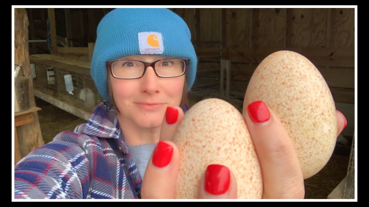 WARSHIN' Dirty Jeans n EGGS