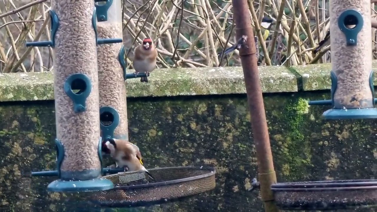 ##birds #birdfeeder #birdwatching 