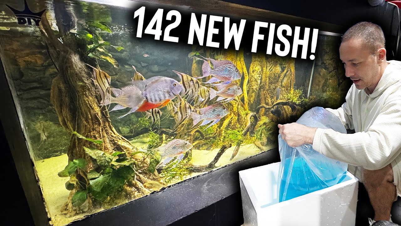 Unboxing 142 fish for the monster aquarium!! The king of DIY