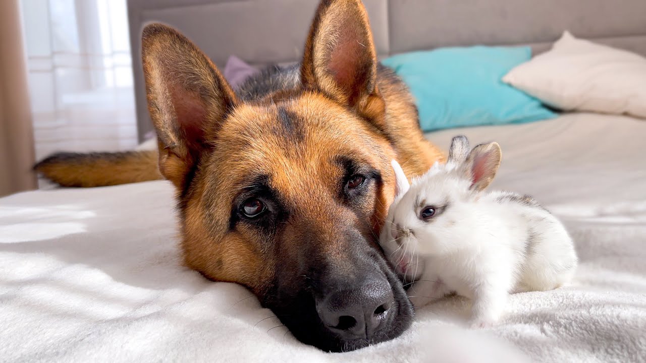 German Shepherd Reacts to Sees Baby Bunnies for the First Time