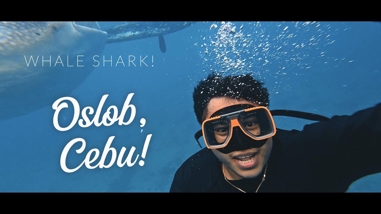 Moalboal Magic 🇵🇭 | Whale Sharks, Sardine Run, Turtles & Breathtaking Sunrises in Cebu!