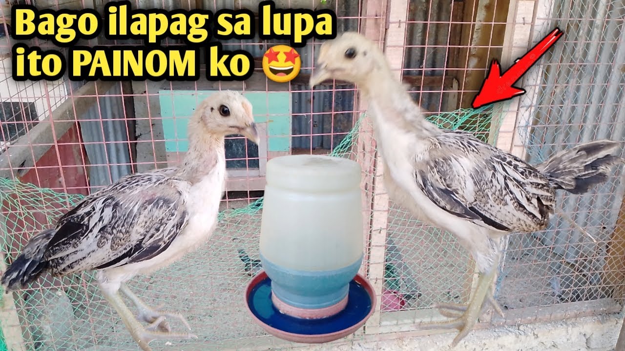PORGA AT LIPAT NA SILA SA MAS MAAYOS NA AREA 🤩