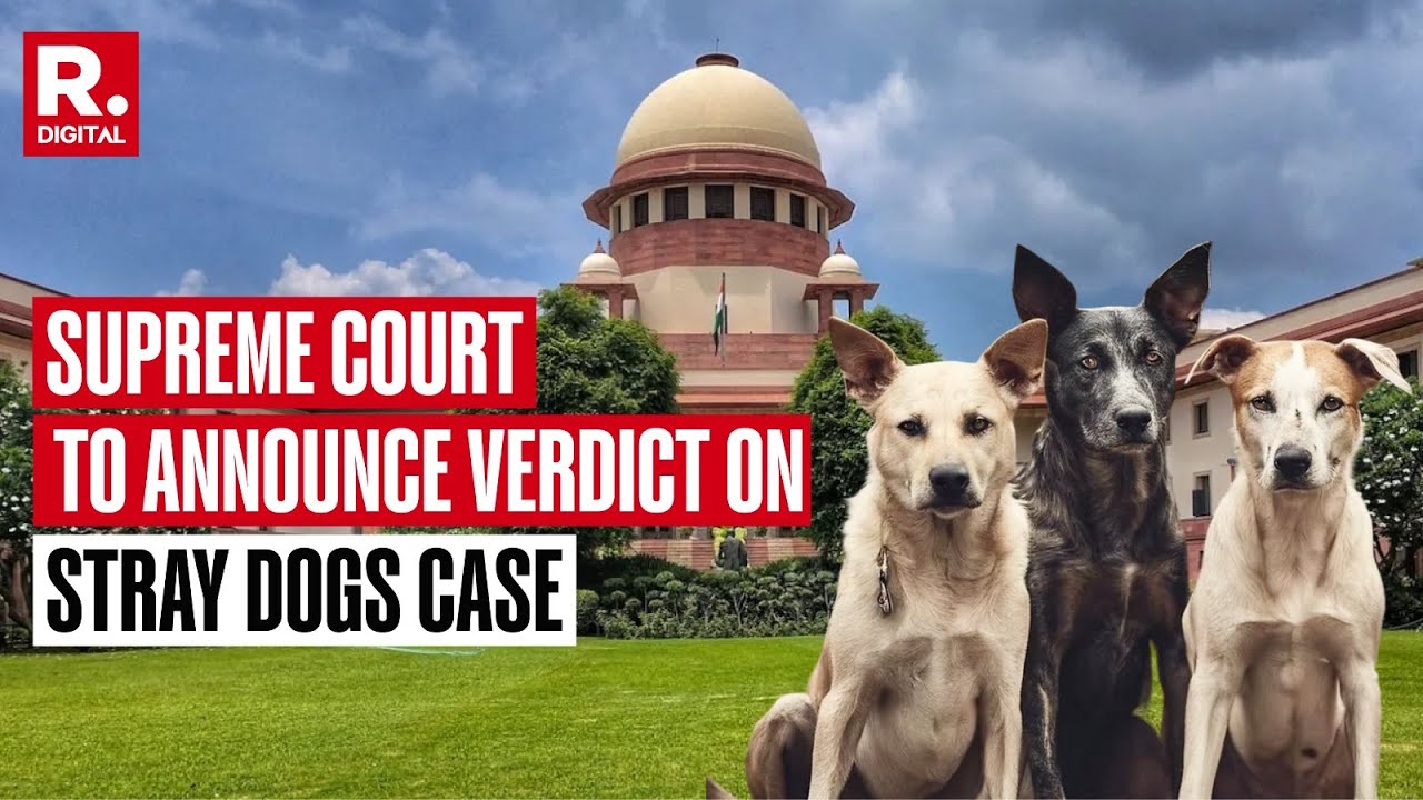 Supreme Court to Announce Verdict on Removal of Stray Dogs from Streets of Delhi NCR