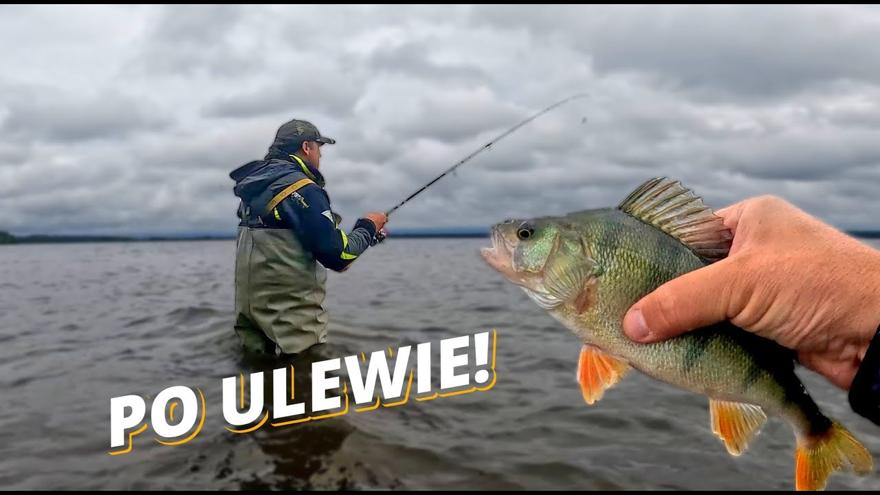 PO ULEWIE odpaliło! Okonie na dropshota z wielkiej zaporówki