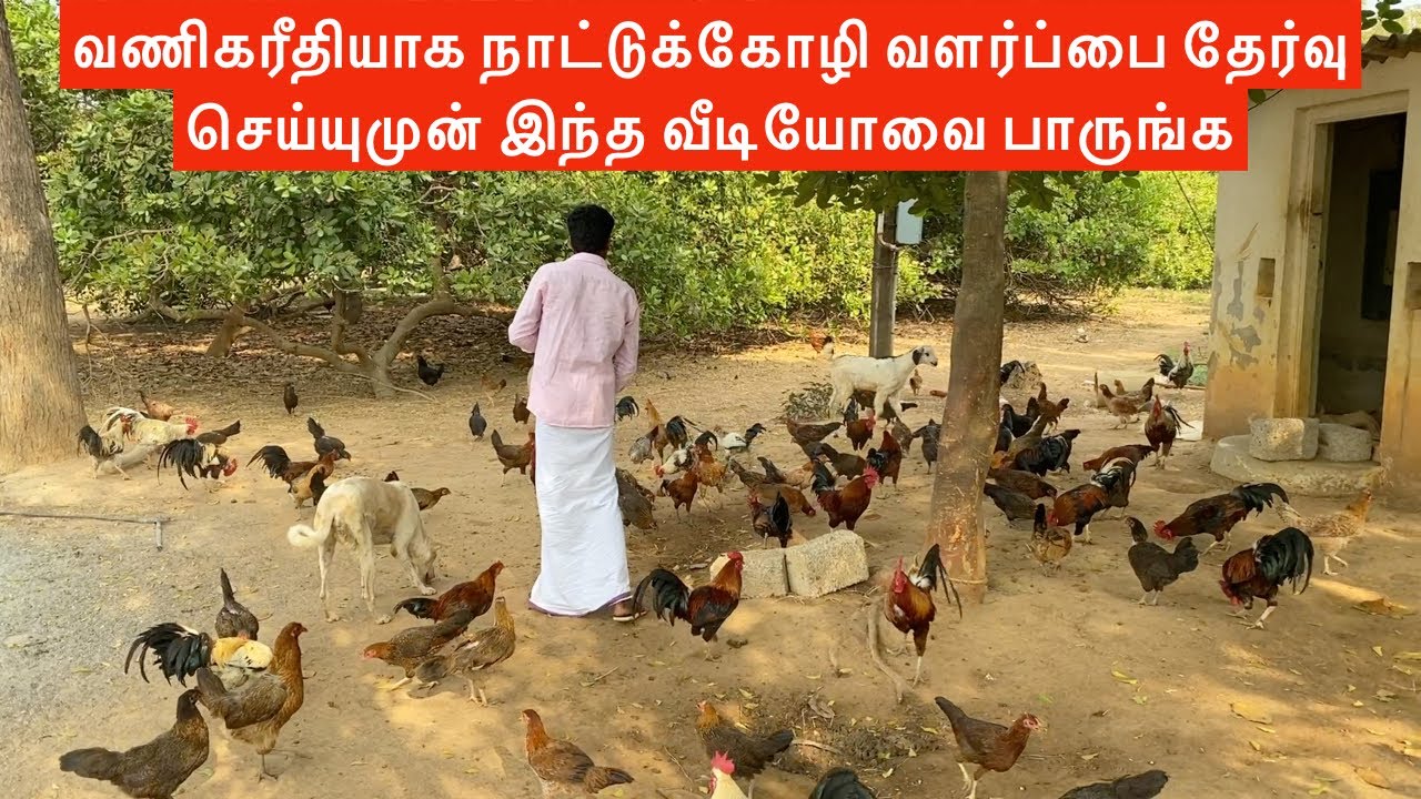 நல்ல வருமானம் தரும் நாட்டுக் கோழி வளர்ப்பு முறைகள் | Country chicken rearing