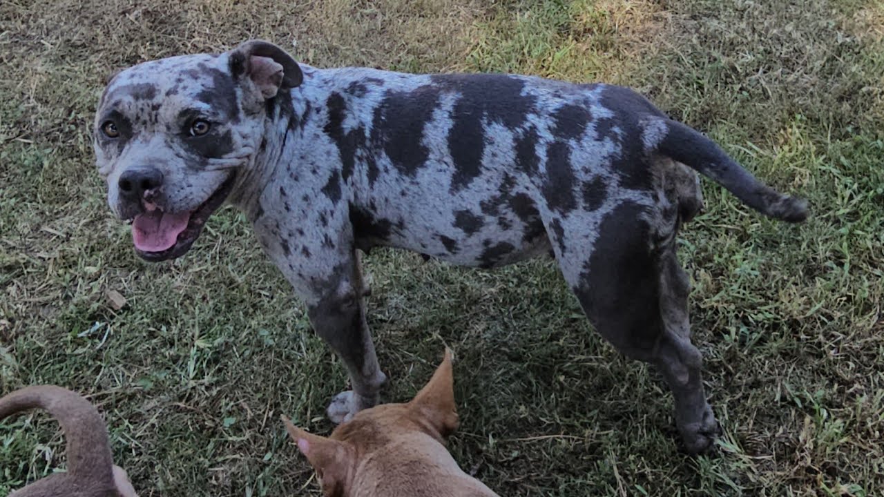 How to Tell if Your American Bully is Pregnant: 10 Early Signs (Micro & Exotic Bullies) 🤰🏼#viral