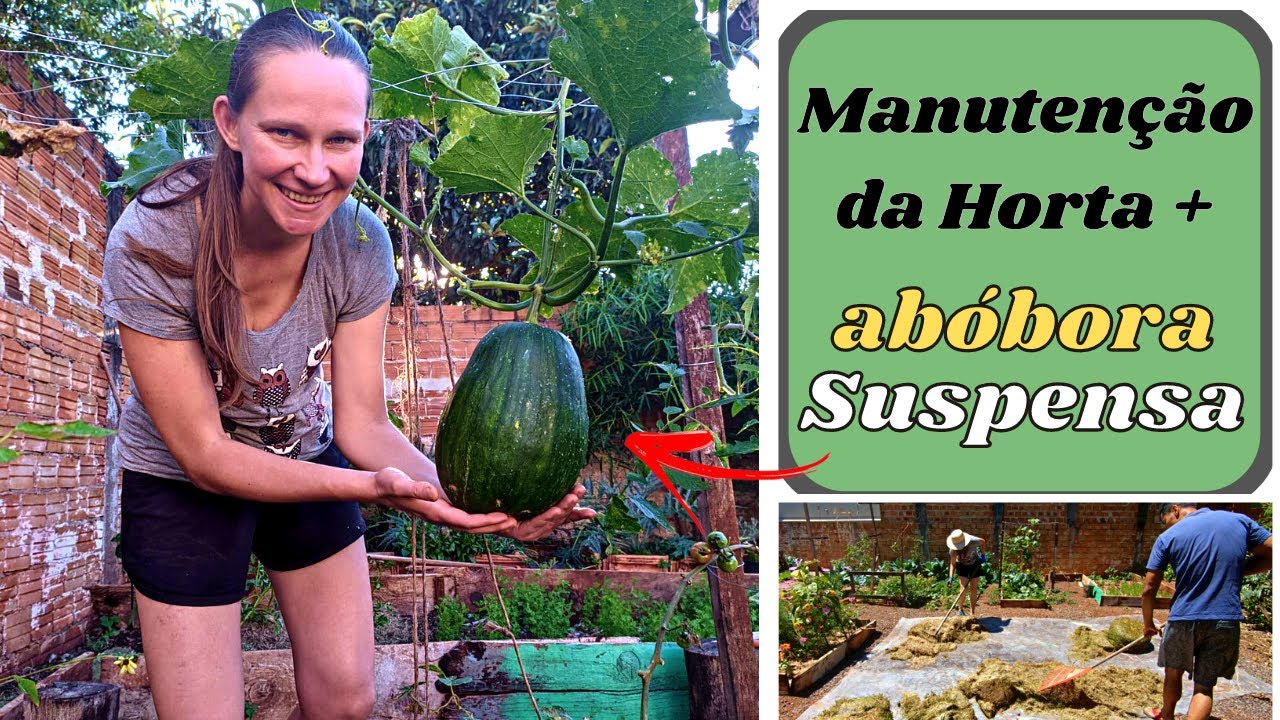 Colhemos a primeira Abóbora com 3,5kg 🌱 Rotina da Horta no Quintal 💚