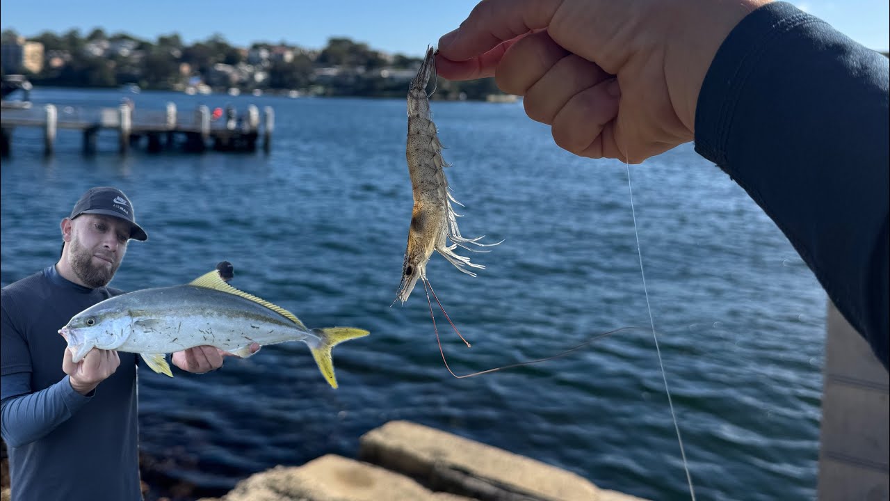 Sydney Harbour Landbased Kingfish! Using Live Prawns