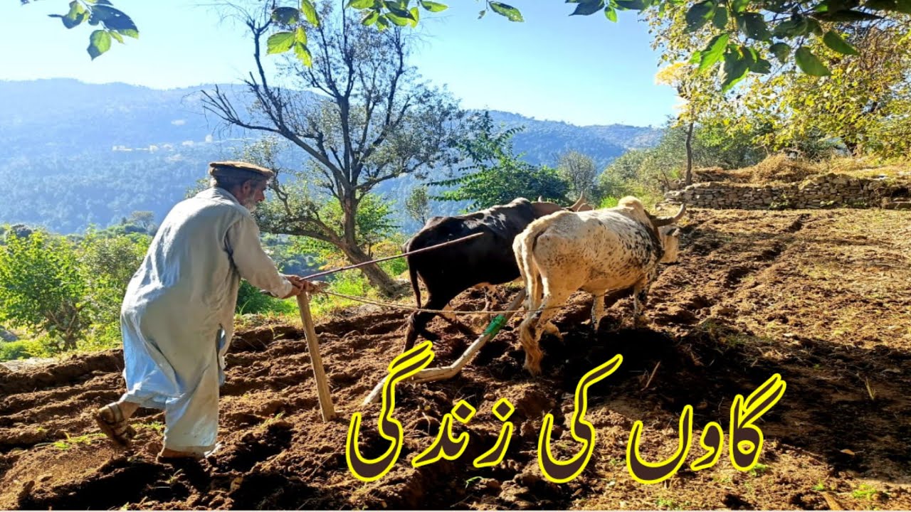 Routine village life Tanawal Mansehra || Gaon ki Zindagi || Village life in Pakistan #villagelife