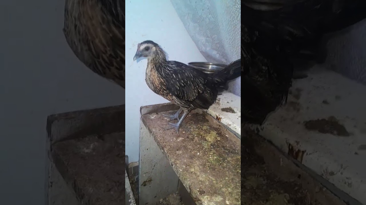 Ep 13 segunda parte Recolectando huevitos de martín y tambo para nuevas incubación  de 🐤 🐤
