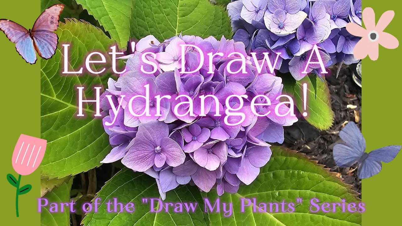 Learn to draw a Hydrangea - Part of my 