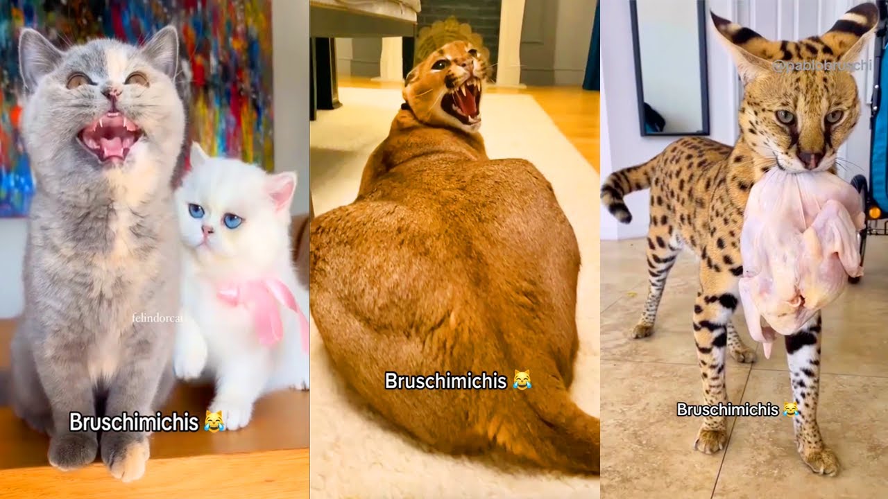 BRUSCHIMICHIS 😹 | 1 Hora De Risa | Nuevos Videos de Gatos Divertidos y Chistosos #4