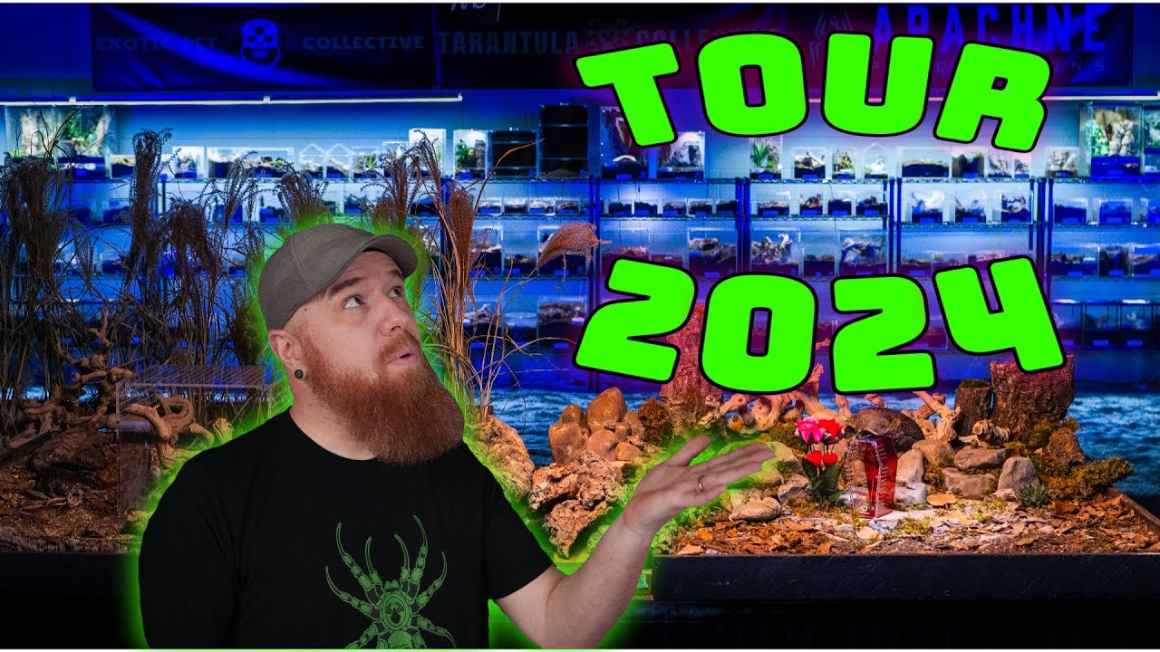 Первая в истории видео/фотостудия Tarantula! Тур Tarantula Collective 2024