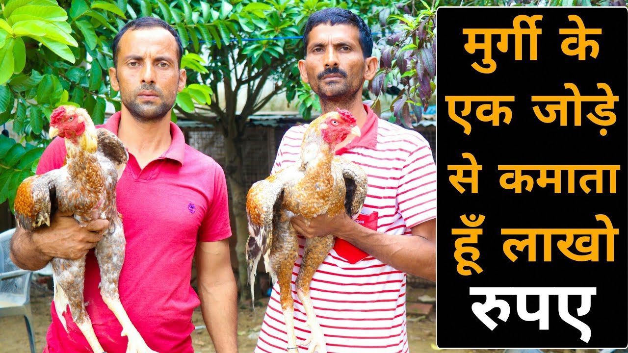 एसील नस्ल के मुर्गे मुर्गियों के बारे मे जानकारी | Aseel Murgi | असील मुर्गी पालन | Poultry farm