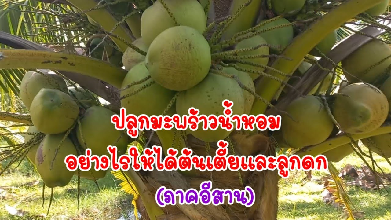 (แจกสูตร)วิธีการปลูกมะพร้าวน้ำหอม(ภาคอีสาน)ให้ได้ต้นเตี้ยและลูกดกเต็มทลาย/เต๋าสายกลาง