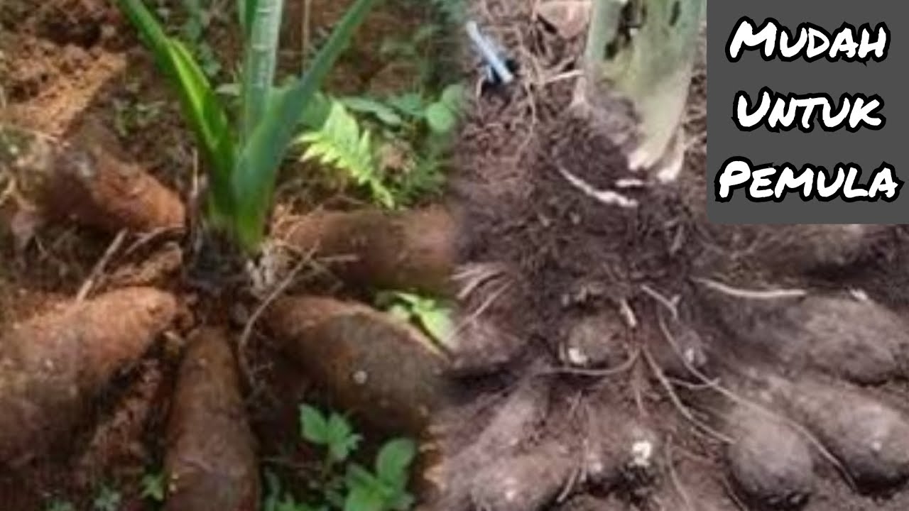 Cara menanam talas mbote agar berbuah lebat
