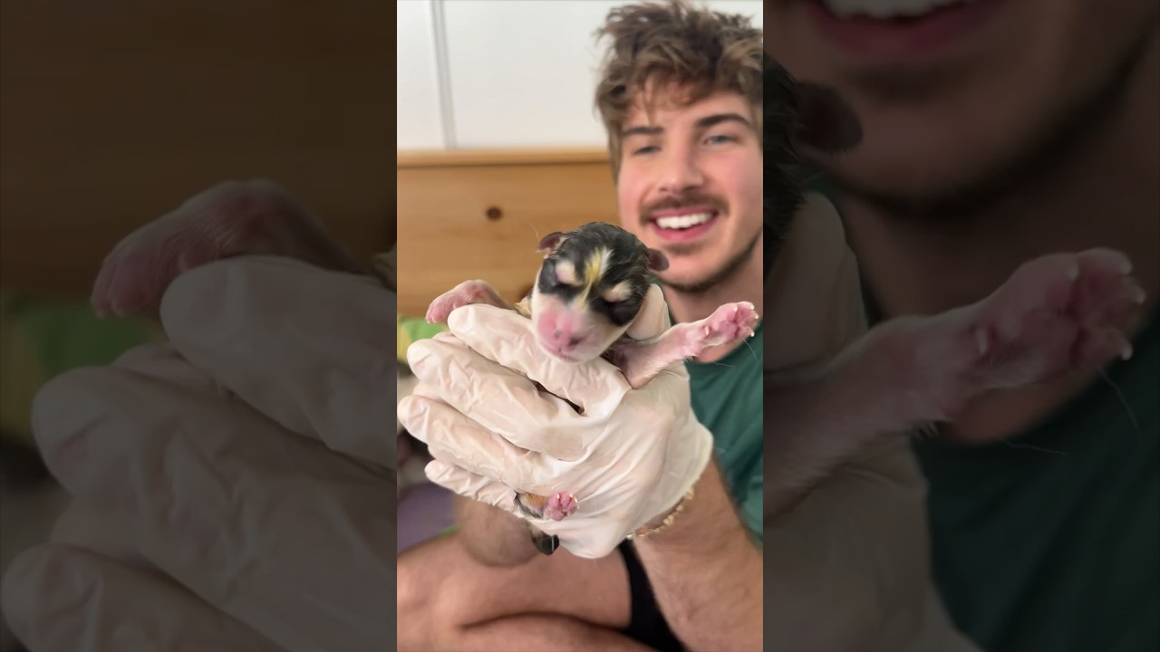 Husky Gives Birth To 10 Puppies! #husky #dog #animals