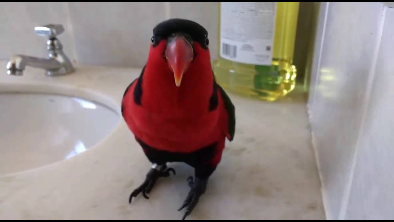 Lory em seu dia de f&uacute;ria! (Angry bird Lory!) - L&oacute;ris Bailarino | Black-capped Lory
