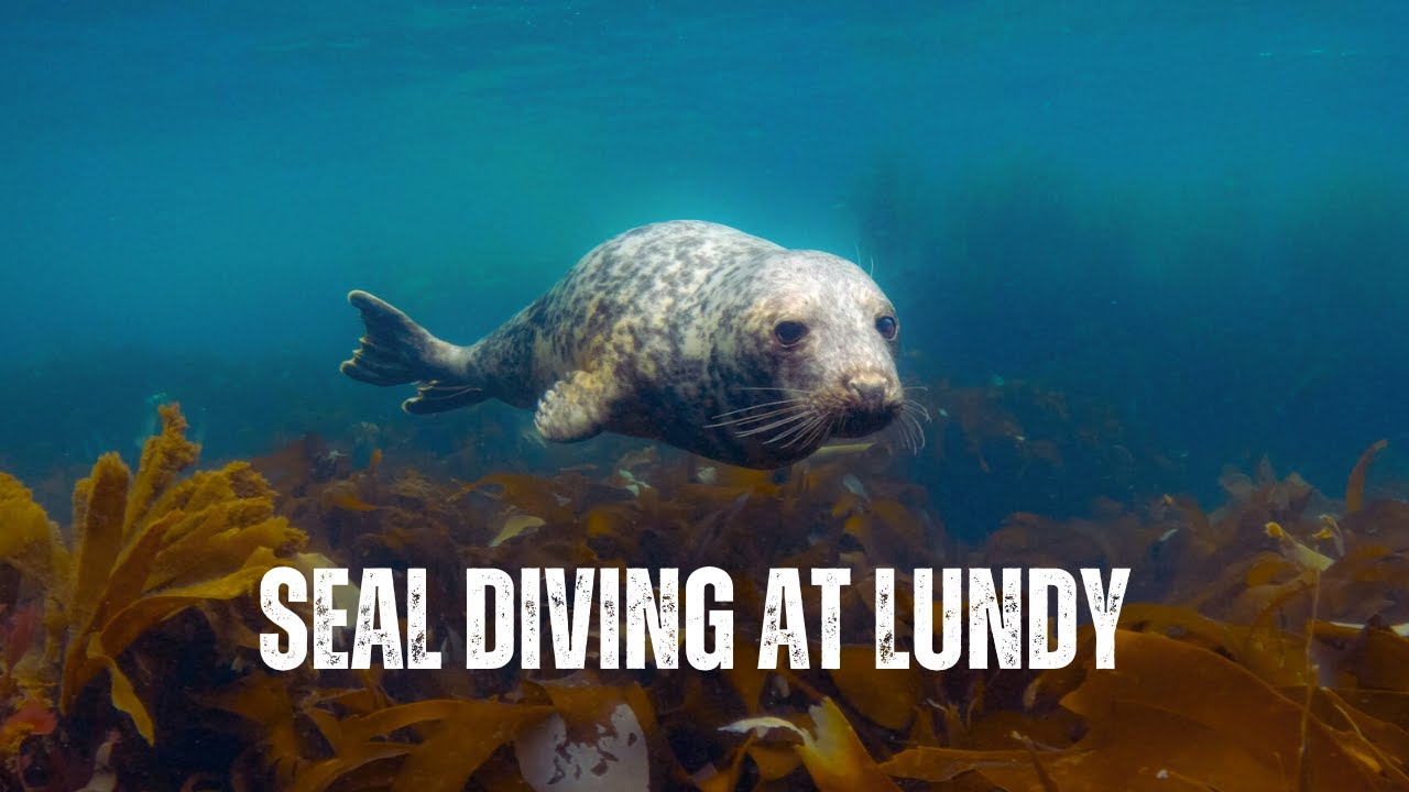 FRIENDLY SEALS IN THE UK! Scuba Diving with Grey Seals at Lundy Island, North Devon, UK