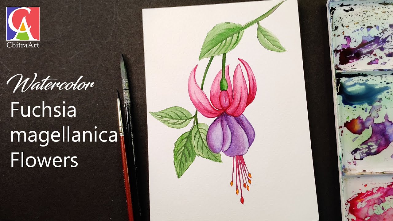 Flower Painting Watercolor | Fuchsia Drawing to Color Step by Step Video