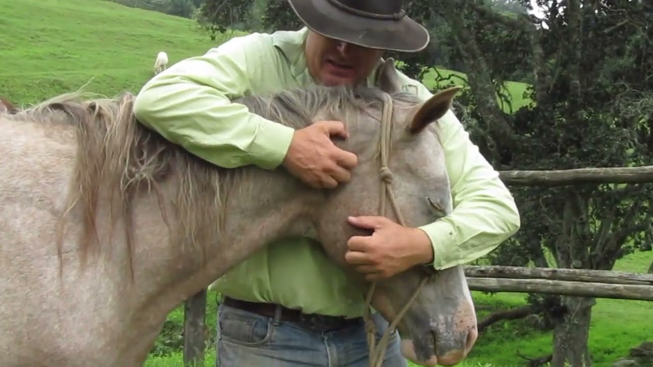 Introducing a horse to hoofcare with Gareth Mare'