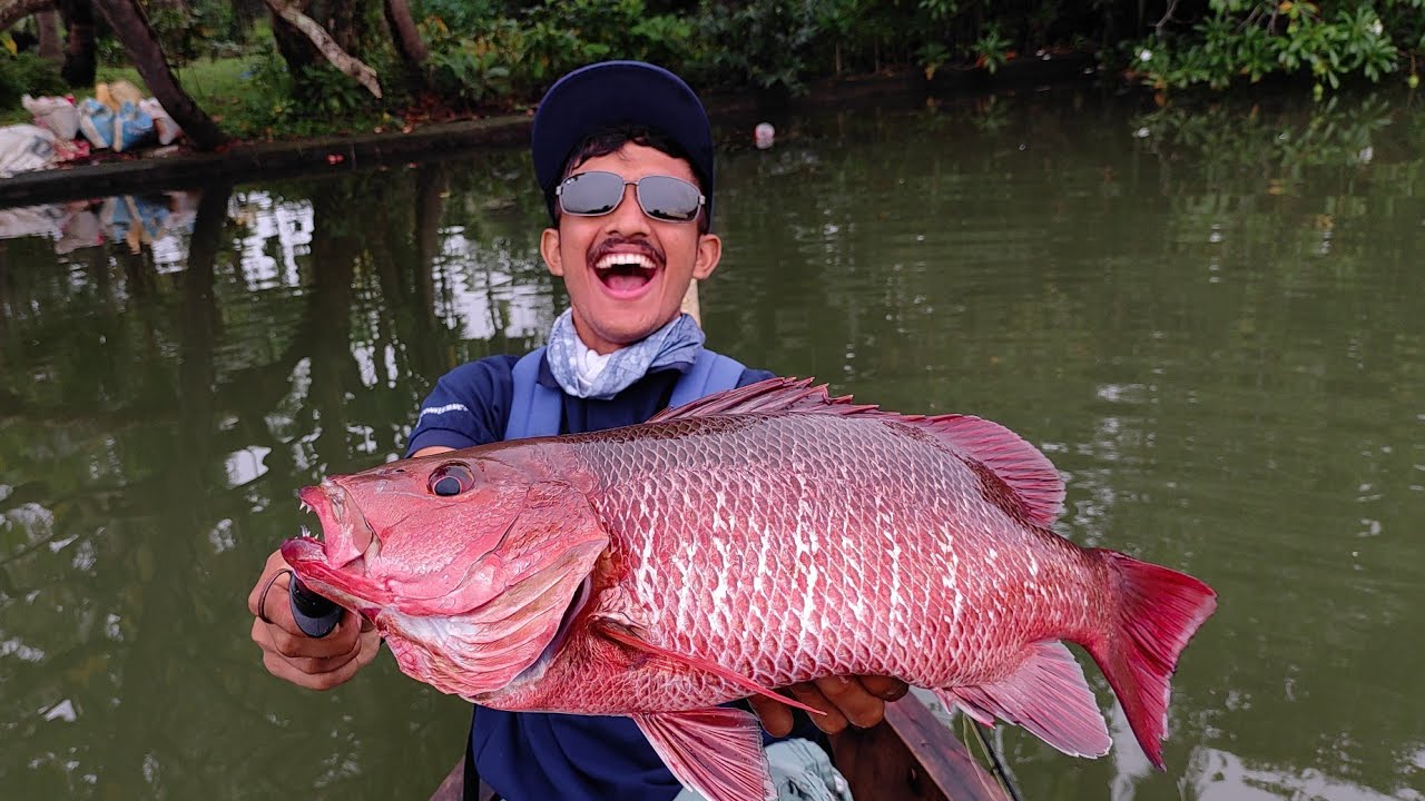കേരളത്തിലെ പുഴയിൽ നിന്ന് കിട്ടിയ Red Snapper... | Mangrove Jack | Mangrove Red Snapper | Black bass