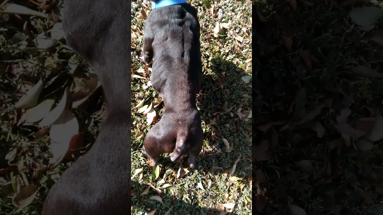 Chicken Jockey mistreated dog part 2 free range break from shelter 