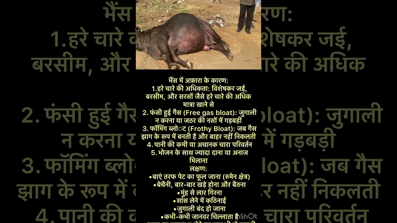 Symptoms of acute Tympani l Bloat l Dr Umar Khan
