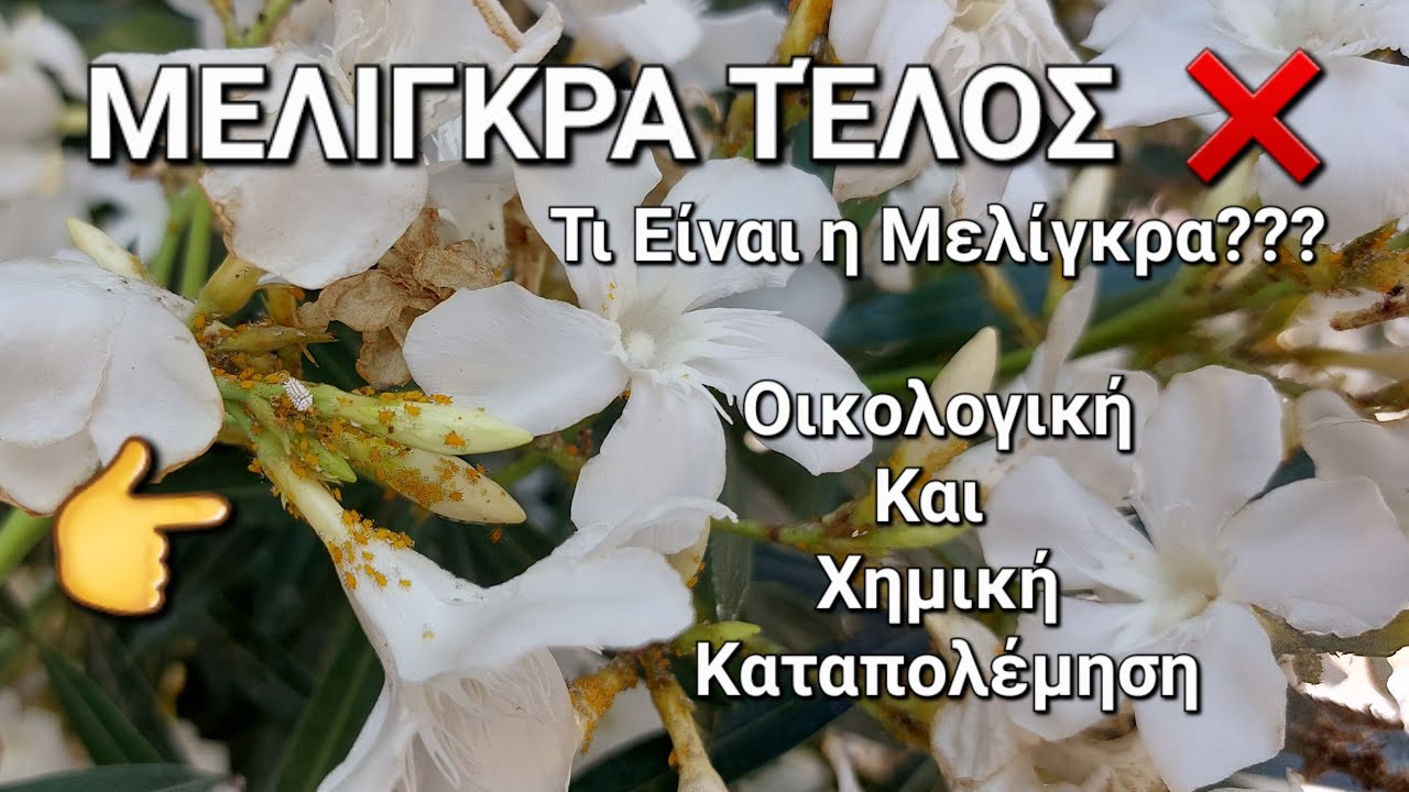 &Mu;&Epsilon;&Lambda;&Iota;&Gamma;&Kappa;&Rho;&Alpha; &Tau;&Epsilon;&Lambda;&Omicron;&Sigma; : &Omicron;&iota;&kappa;&omicron;&lambda;&omicron;&gamma;&iota;&kappa;ή &Kappa;&alpha;&iota; &Chi;&eta;&mu;&iota;&kappa;ή &Kappa;&alpha;&tau;&alpha;&pi;&omicron;&lambda;έ&mu;&eta;&sigma;&eta; | #&mu;&epsilon;&lambda;ί&gamma;&kappa;&rho;&alpha; #&kappa;ή&pi;&omicron;&sigma; #&kappa;&eta;&pi;&omicron;&upsilon;&rho;&iota;&kappa;ή #&lambda;&omicron;&upsilon;&lambda;&omicron;ύ&delta;&iota;&alpha; #&phi;&upsilon;&tau;ά