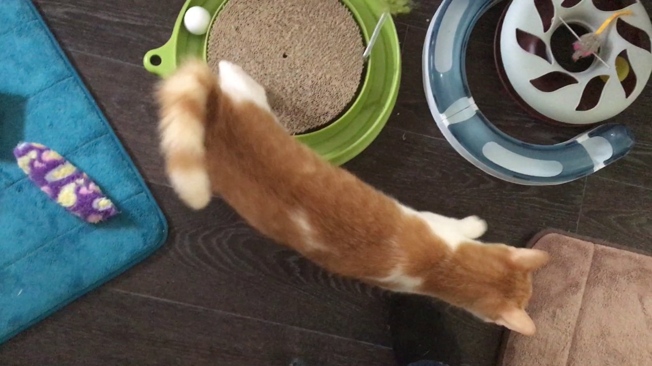 Ataxiekatze Elisa