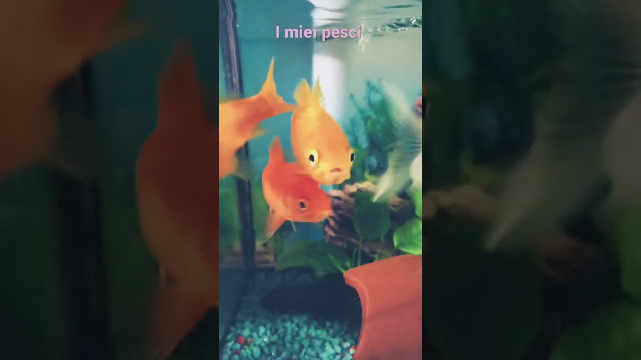 I pesci Rossi 🐟🐠