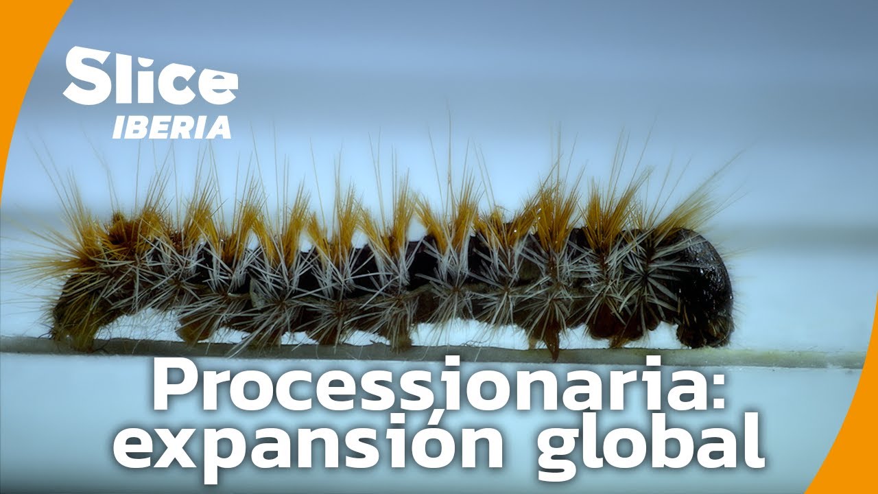 La procesionaria del pino y su amenaza ecológica y sanitaria | SLICE Iberia | DOCUMENTAL COMPLETO