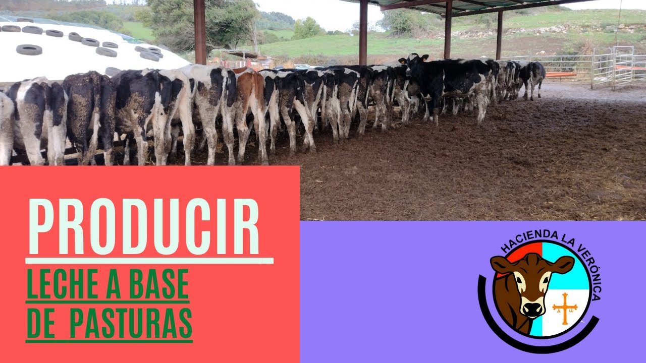PRODUCIR LECHE EN BASE DE PASTURAS