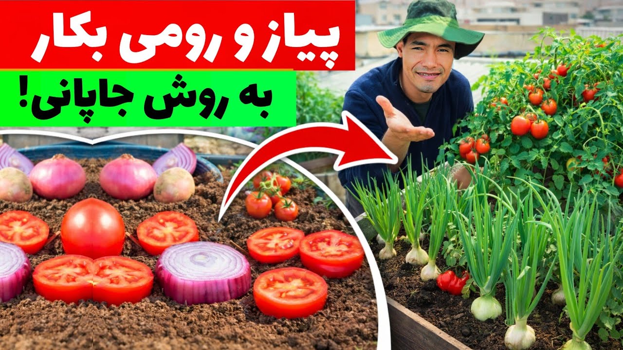 در بالکن خانه‌تان پیاز و گوجه بکارید! برداشت 💥باورنکردنی در فضای کوچک