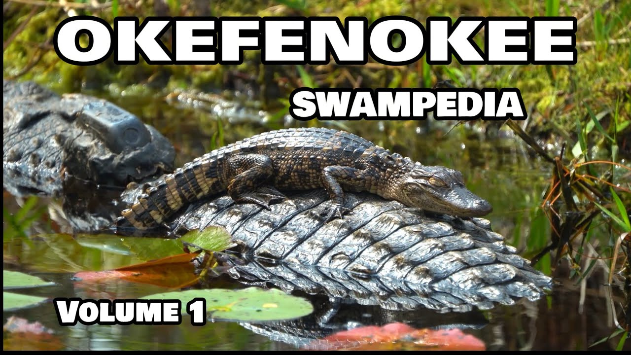 Okefenokee Swampedia Vol. 1   Landscapes &  Wildlife  of the swamp (4k)