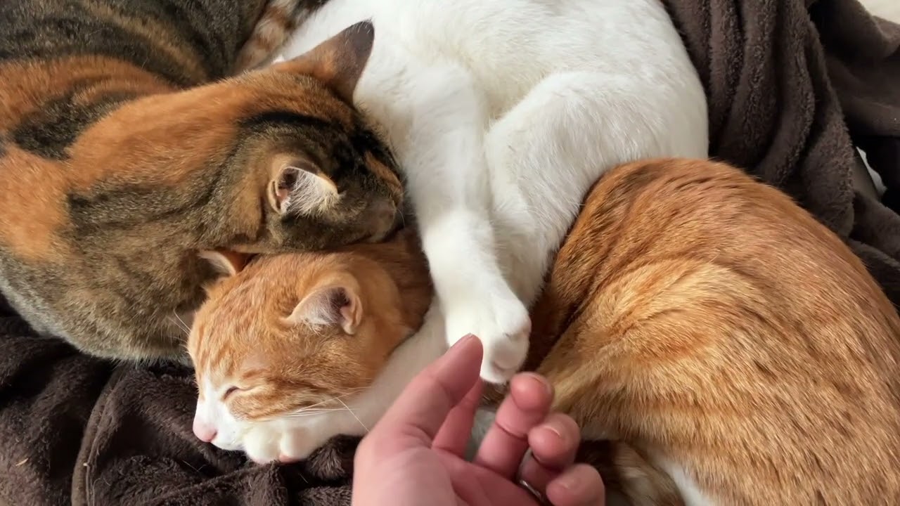 Super Ultimate Sweet & Cute Cats 2026 February 23rd
