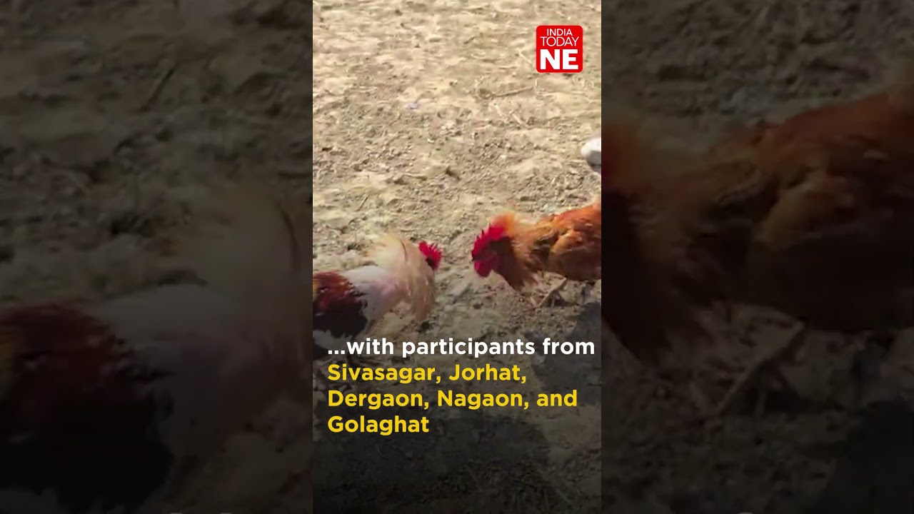 Assam: Traditional Tusu Puja festivities witness thrilling cockfighting event in Bokakhat