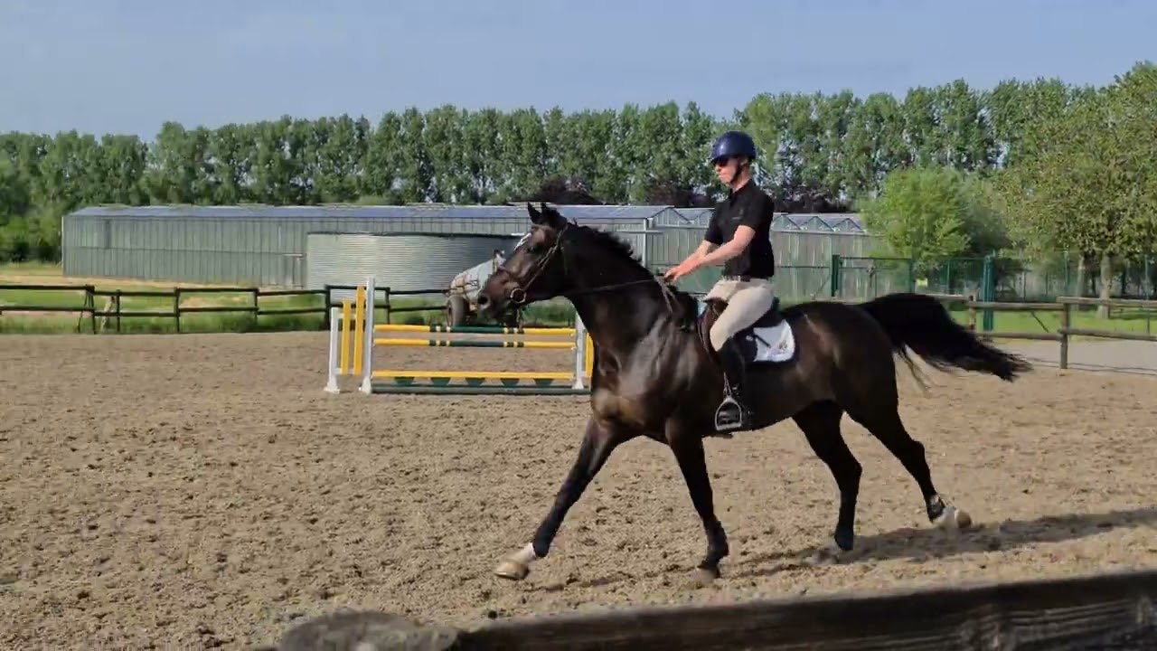 Clinic Albert Voorn - Boebka vh marienshof - Balou x Clinton x Libero h