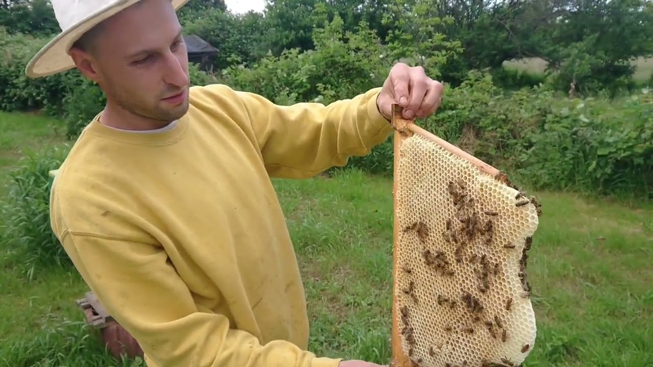 Naturwabenbau im Oberträger korrigieren für Top-Bar-Hives (Home-Hive)