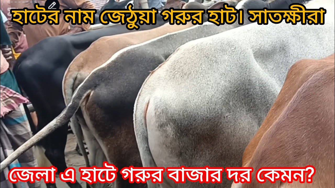 জেলা সাতক্ষীরা হাটের নাম জেঠুয়া গরুর হাট। এ হাটে গরু বাছুরের দর কেমন?