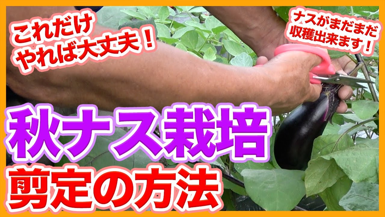 家庭菜園や農園の秋ナス栽培はこれだけやれば大丈夫！まだまだ収穫できるナスの育て方や剪定のコツを徹底解説！/Tips for managing autumn eggplant cultivation.