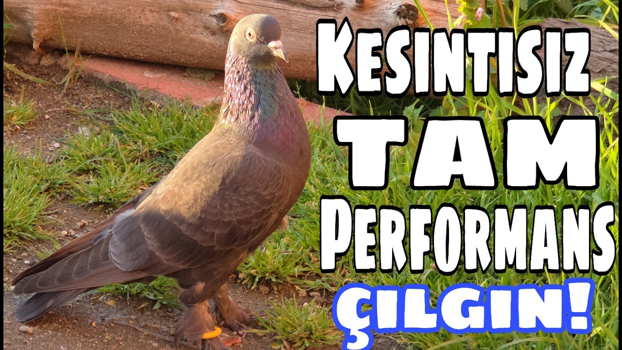 Kesintisiz Tam Performans, &Ccedil;ılgın!