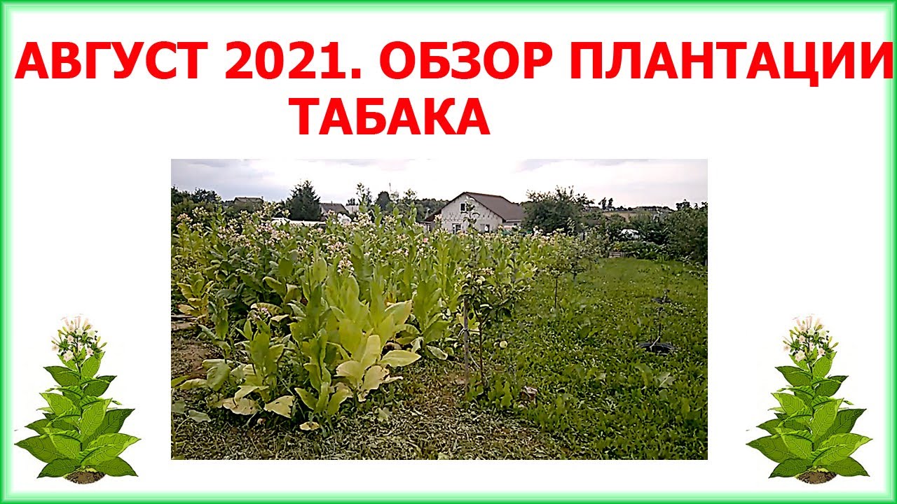 Обзор плантации табака после 1-й ломки листа. Спектр, Бравый и Берли Голд - лидеры сезона!